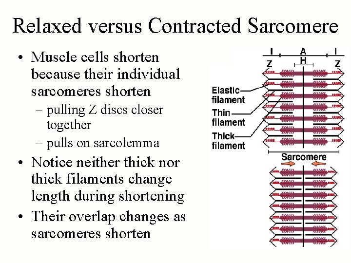 Relaxed versus Contracted Sarcomere • Muscle cells shorten because their individual sarcomeres shorten –