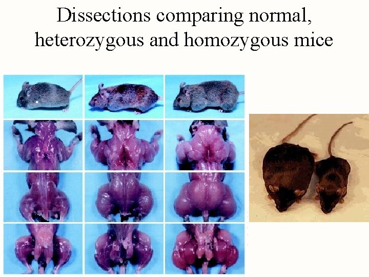 Dissections comparing normal, heterozygous and homozygous mice 