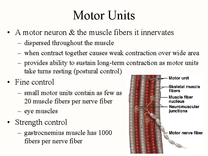 Motor Units • A motor neuron & the muscle fibers it innervates – dispersed