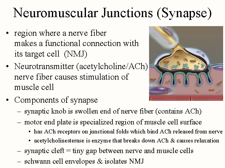 Neuromuscular Junctions (Synapse) • region where a nerve fiber makes a functional connection with