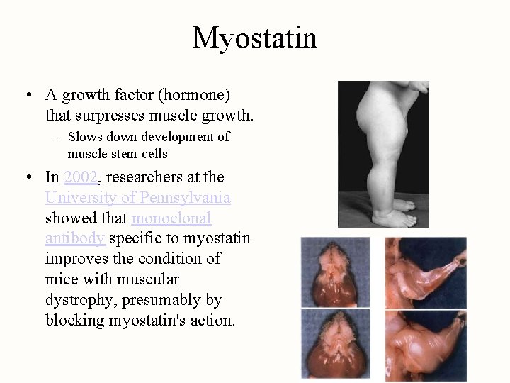 Myostatin • A growth factor (hormone) that surpresses muscle growth. – Slows down development