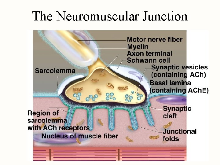 The Neuromuscular Junction 