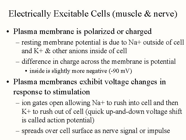 Electrically Excitable Cells (muscle & nerve) • Plasma membrane is polarized or charged –