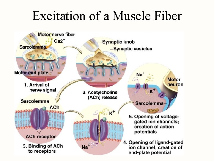 Excitation of a Muscle Fiber 