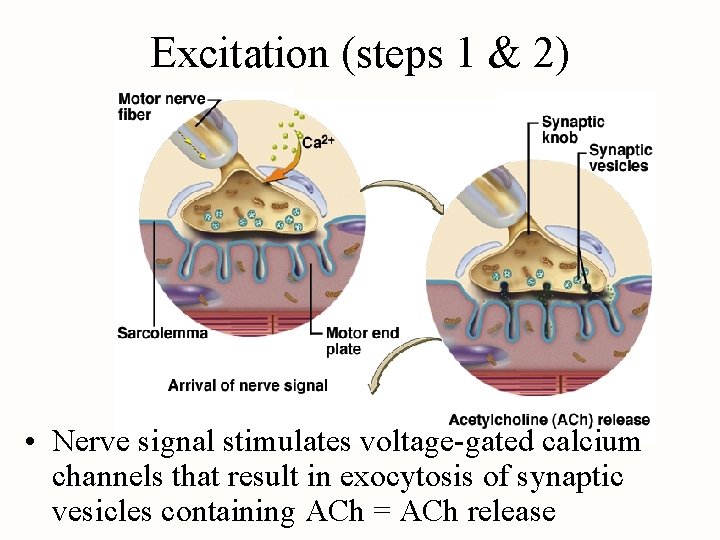 Excitation (steps 1 & 2) • Nerve signal stimulates voltage-gated calcium channels that result