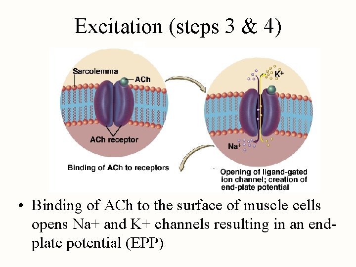 Excitation (steps 3 & 4) • Binding of ACh to the surface of muscle