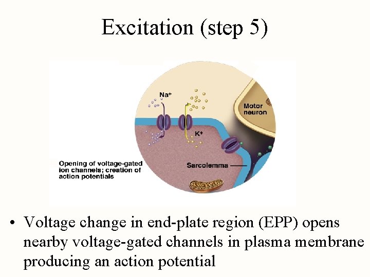 Excitation (step 5) • Voltage change in end-plate region (EPP) opens nearby voltage-gated channels