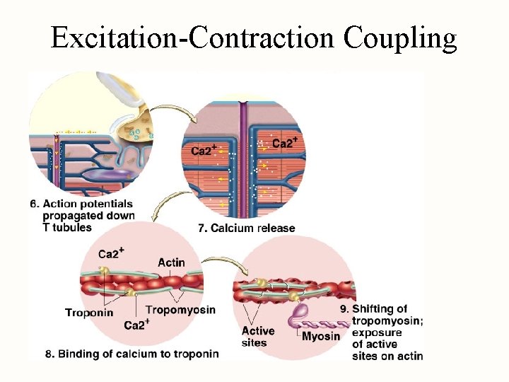 Excitation-Contraction Coupling 