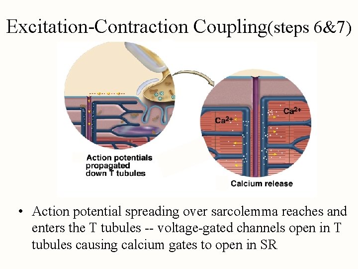 Excitation-Contraction Coupling(steps 6&7) • Action potential spreading over sarcolemma reaches and enters the T