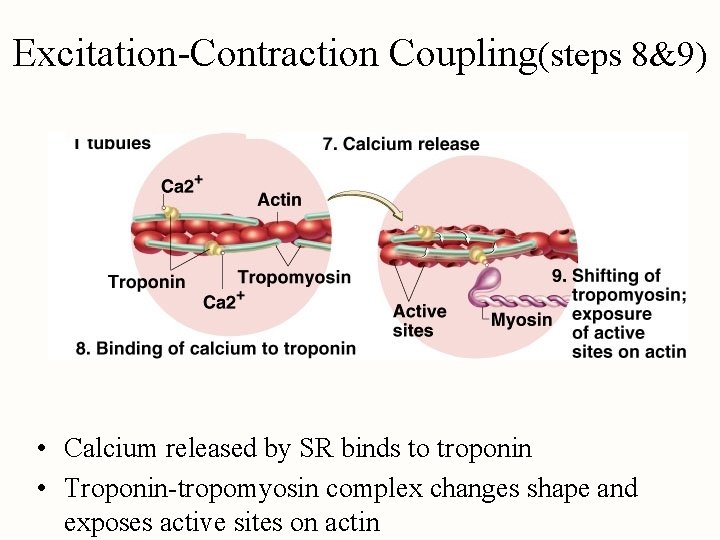 Excitation-Contraction Coupling(steps 8&9) • Calcium released by SR binds to troponin • Troponin-tropomyosin complex