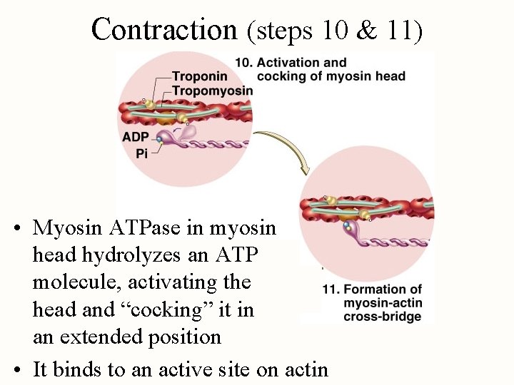 Contraction (steps 10 & 11) • Myosin ATPase in myosin head hydrolyzes an ATP