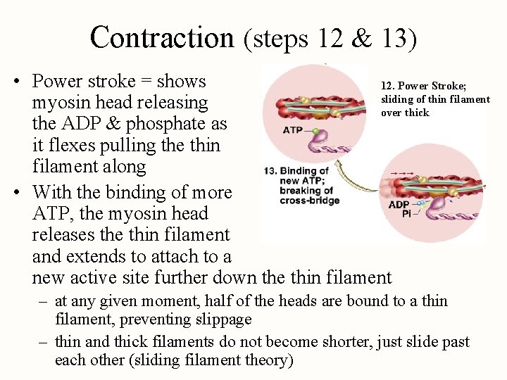 Contraction (steps 12 & 13) • Power stroke = shows 12. Power Stroke; sliding