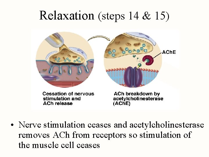 Relaxation (steps 14 & 15) • Nerve stimulation ceases and acetylcholinesterase removes ACh from