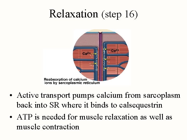 Relaxation (step 16) • Active transport pumps calcium from sarcoplasm back into SR where