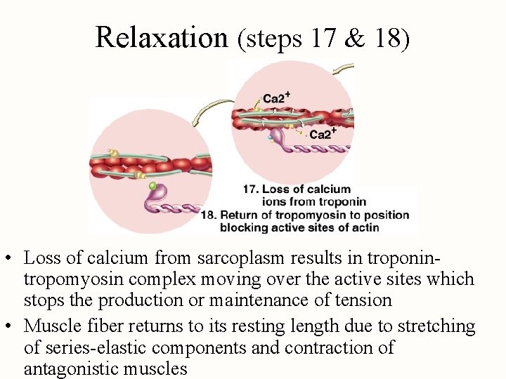 Relaxation (steps 17 & 18) • Loss of calcium from sarcoplasm results in troponintropomyosin