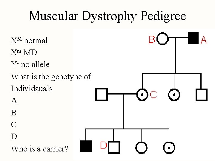 Muscular Dystrophy Pedigree XM normal Xm MD Y- no allele What is the genotype