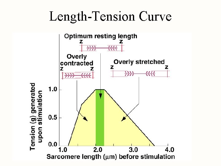 Length-Tension Curve 