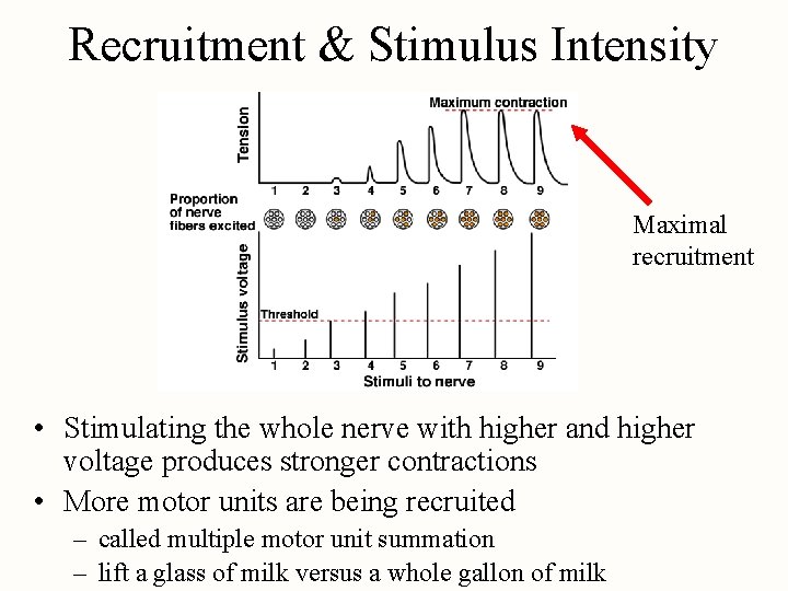 Recruitment & Stimulus Intensity Maximal recruitment • Stimulating the whole nerve with higher and