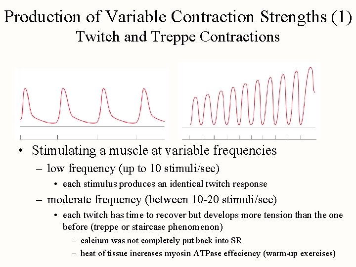 Production of Variable Contraction Strengths (1) Twitch and Treppe Contractions • Stimulating a muscle