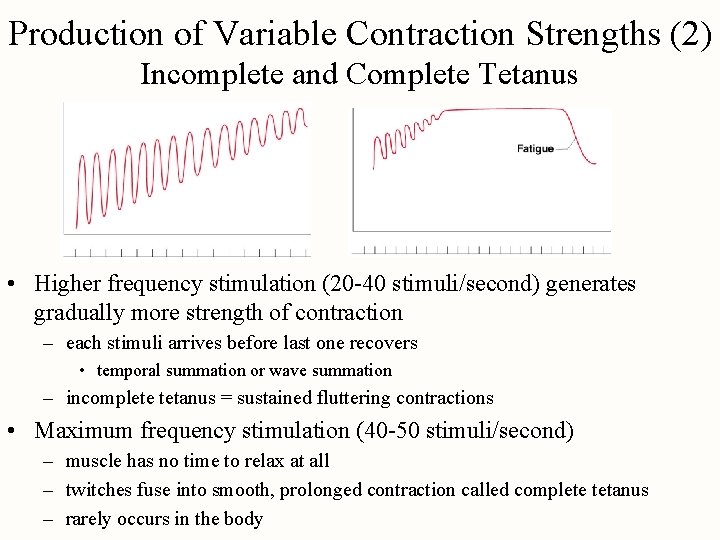 Production of Variable Contraction Strengths (2) Incomplete and Complete Tetanus • Higher frequency stimulation