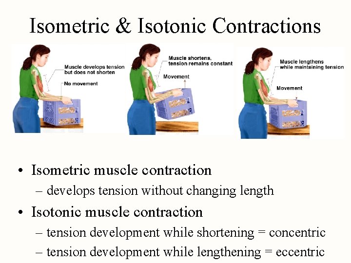 Isometric & Isotonic Contractions • Isometric muscle contraction – develops tension without changing length