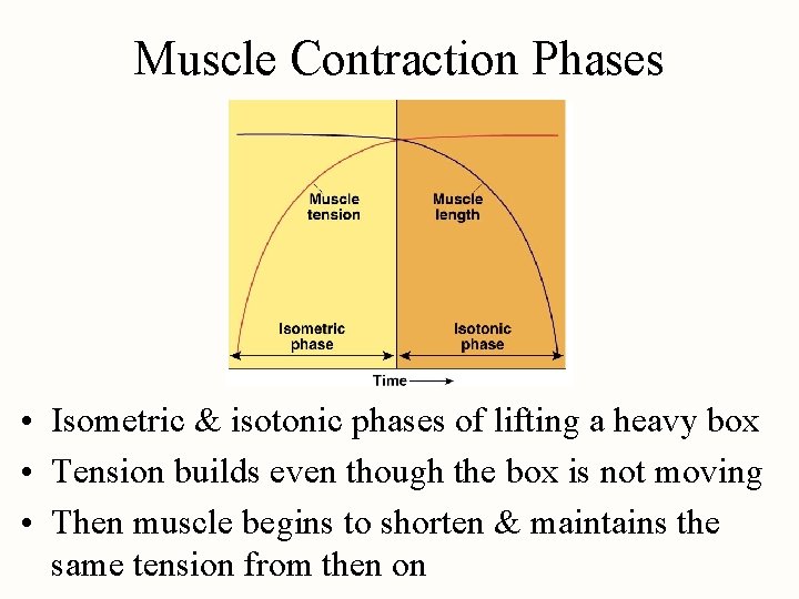 Muscle Contraction Phases • Isometric & isotonic phases of lifting a heavy box •