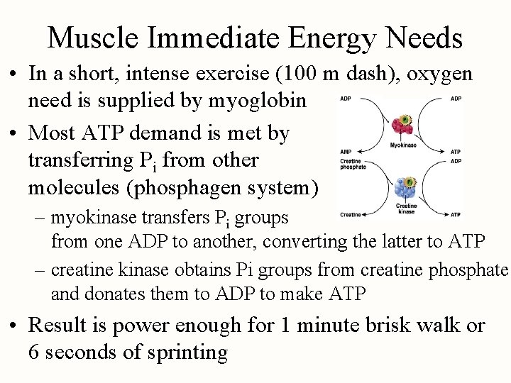 Muscle Immediate Energy Needs • In a short, intense exercise (100 m dash), oxygen