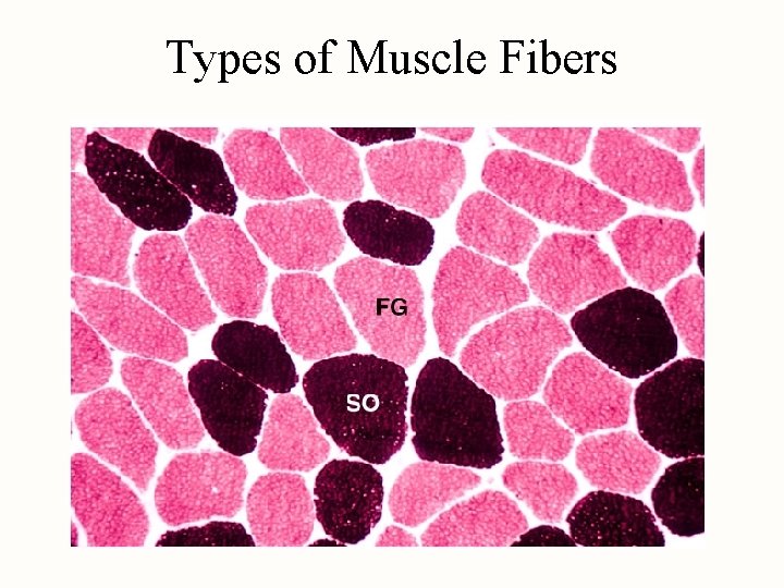 Types of Muscle Fibers 