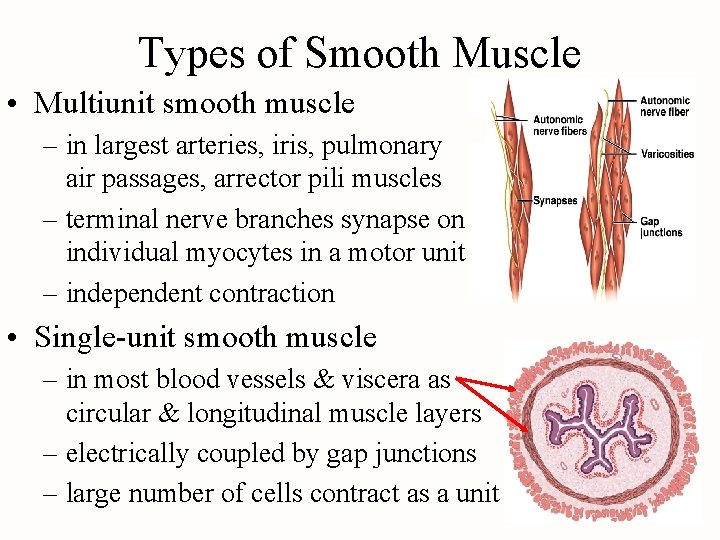 Types of Smooth Muscle • Multiunit smooth muscle – in largest arteries, iris, pulmonary