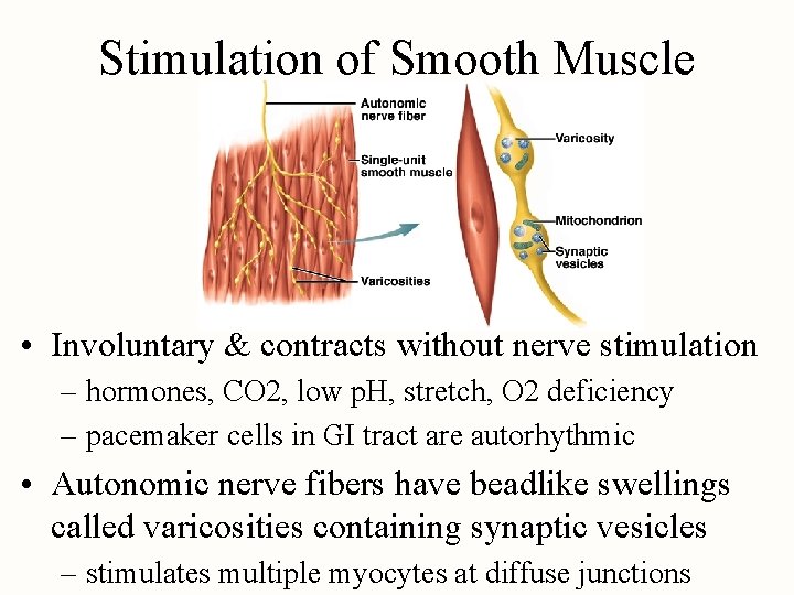 Stimulation of Smooth Muscle • Involuntary & contracts without nerve stimulation – hormones, CO