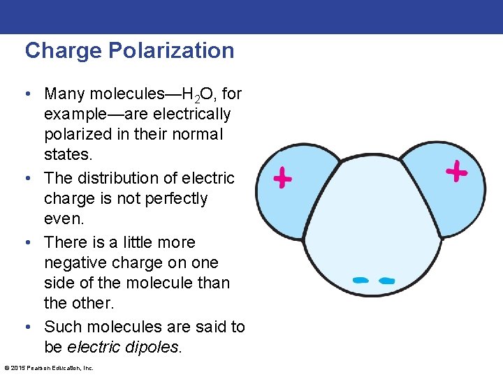 Charge Polarization • Many molecules—H 2 O, for example—are electrically polarized in their normal