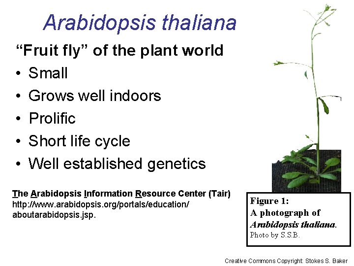 Arabidopsis thaliana “Fruit fly” of the plant world • Small • Grows well indoors