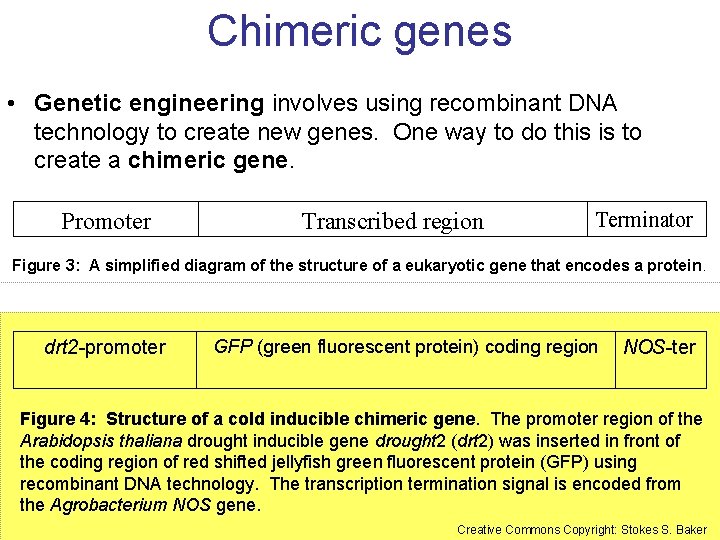 Chimeric genes • Genetic engineering involves using recombinant DNA technology to create new genes.