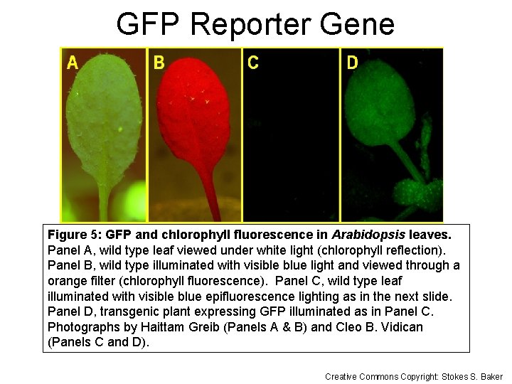 GFP Reporter Gene Figure 5: GFP and chlorophyll fluorescence in Arabidopsis leaves. Panel A,
