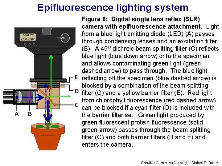Epifluorescence lighting system Figure 6: Digital single lens reflex (SLR) camera with epifluorescence attachment.