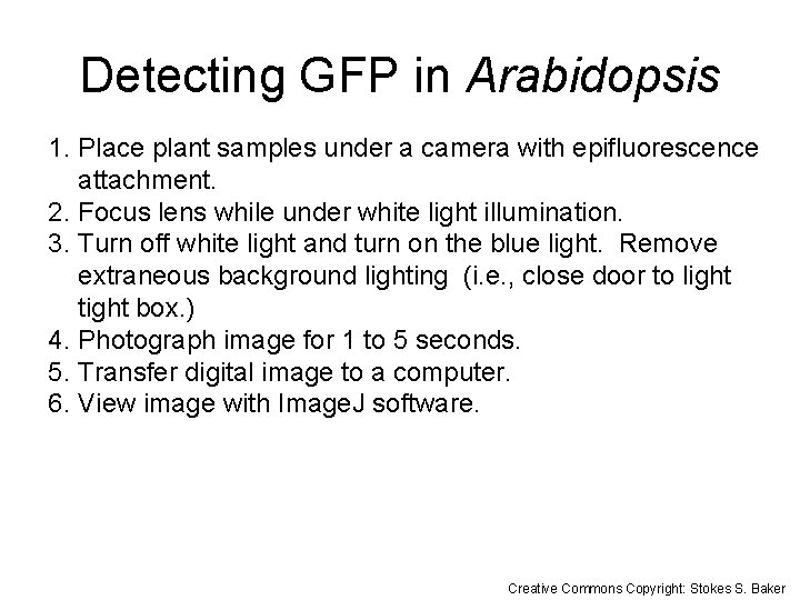 Detecting GFP in Arabidopsis 1. Place plant samples under a camera with epifluorescence attachment.