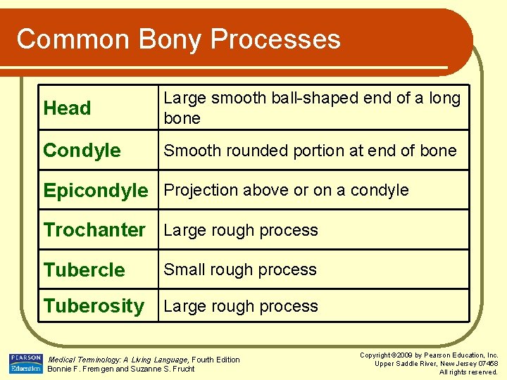 Common Bony Processes Head Large smooth ball-shaped end of a long bone Condyle Smooth