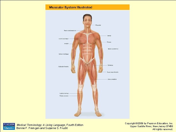 Medical Terminology: A Living Language, Fourth Edition Bonnie F. Fremgen and Suzanne S. Frucht