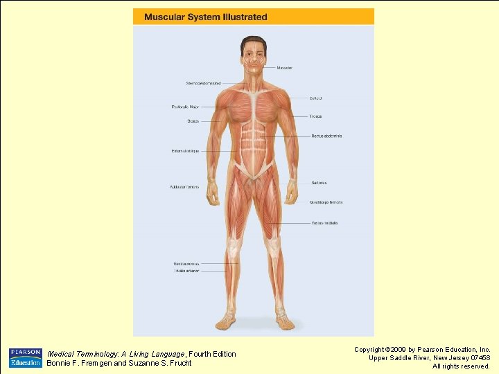 Medical Terminology: A Living Language, Fourth Edition Bonnie F. Fremgen and Suzanne S. Frucht