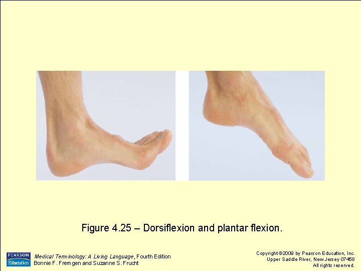  Figure 4. 25 – Dorsiflexion and plantar flexion. Medical Terminology: A Living Language,