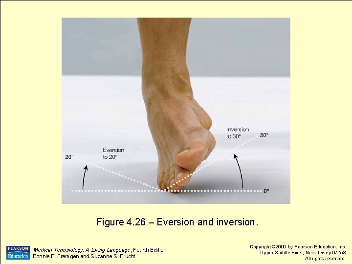  Figure 4. 26 – Eversion and inversion. Medical Terminology: A Living Language, Fourth