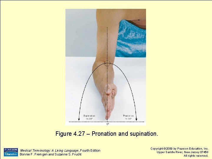  Figure 4. 27 – Pronation and supination. Medical Terminology: A Living Language, Fourth