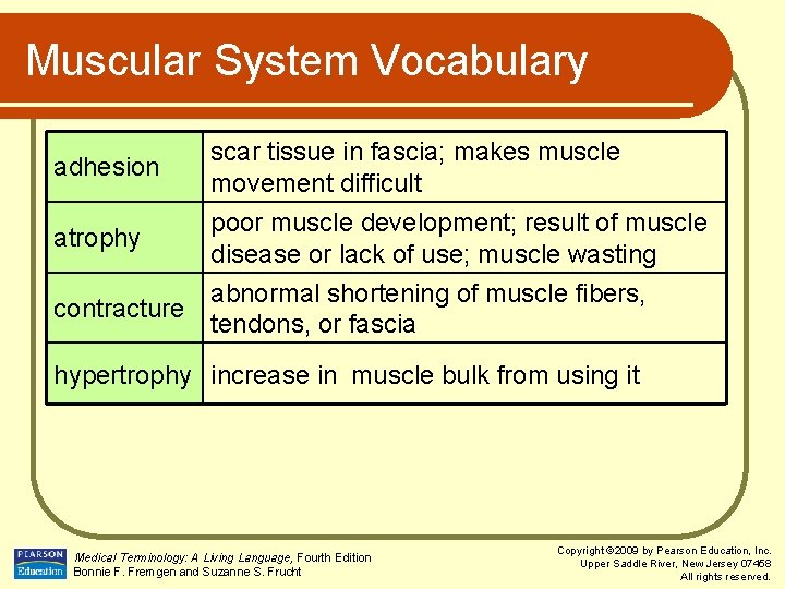 Muscular System Vocabulary adhesion atrophy contracture scar tissue in fascia; makes muscle movement difficult