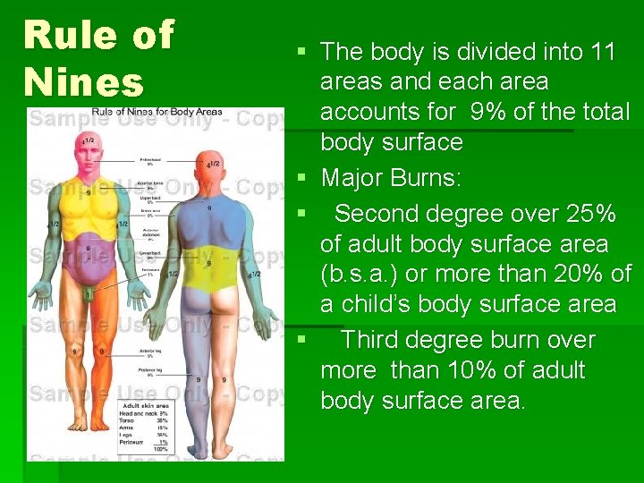 Rule of Nines § The body is divided into 11 areas and each area