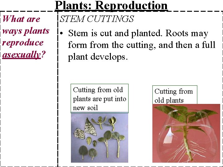 Plants: Reproduction What are ways plants reproduce asexually? STEM CUTTINGS • Stem is cut