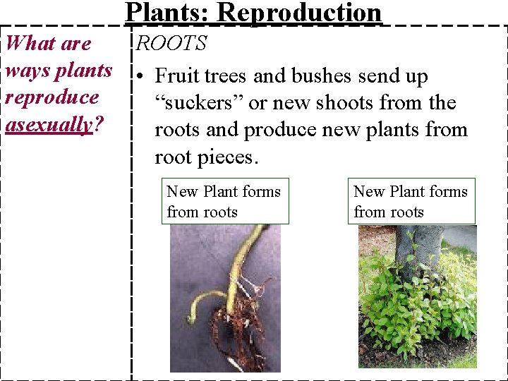 Plants: Reproduction What are ways plants reproduce asexually? ROOTS • Fruit trees and bushes