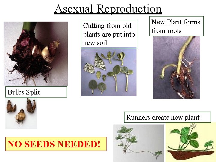 Asexual Reproduction Cutting from old plants are put into new soil New Plant forms