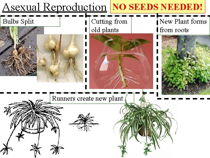 Asexual Reproduction Bulbs Split NO SEEDS NEEDED! Cutting from old plants Runners create new