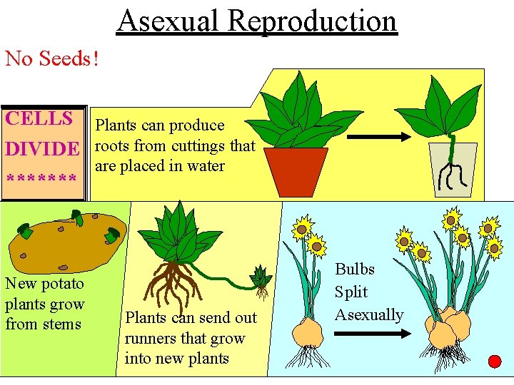 Asexual Reproduction No Seeds! CELLS DIVIDE ******* New potato plants grow from stems Plants