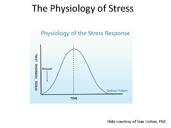 The Physiology of Stress Slide courtesy of Sian Cotton, Ph. D The Physiology of Stress Slide courtesy of Sian Cotton, Ph. D